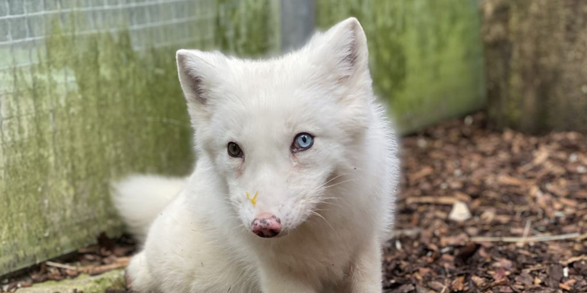 Der kleine Racker Wucker mit farbigen Augen kurz vor Abreise nach Deutschland