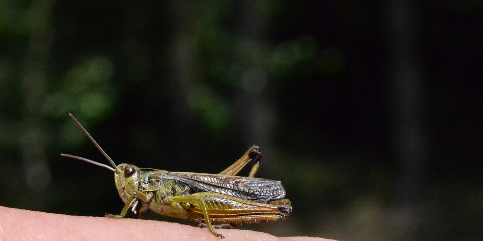 Hausgrille sitzt auf einem Finger