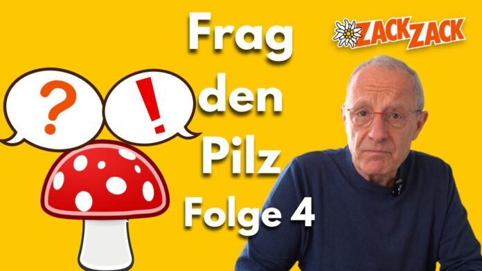 FdP 4